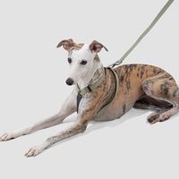 山谷工型防暴衝胸背牽繩組(兩色)